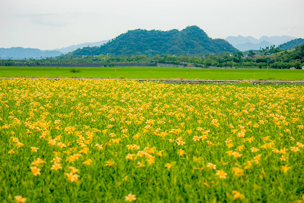 最美公路金黄花海平地金针美丽盛开