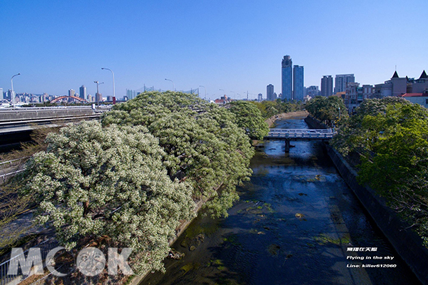台版目黑川花海大道白色苦楝花梦幻登场