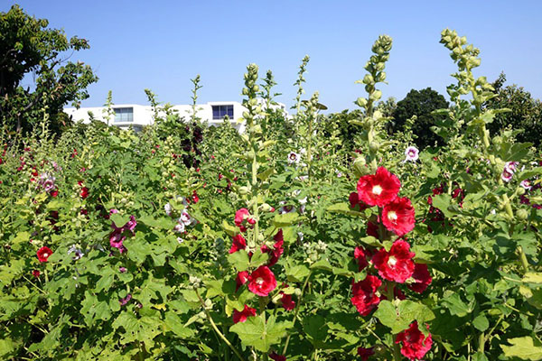 蜀葵花海热情盛开气派展现宫廷风