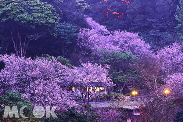 私人花园赏樱仙境置身京都樱花林