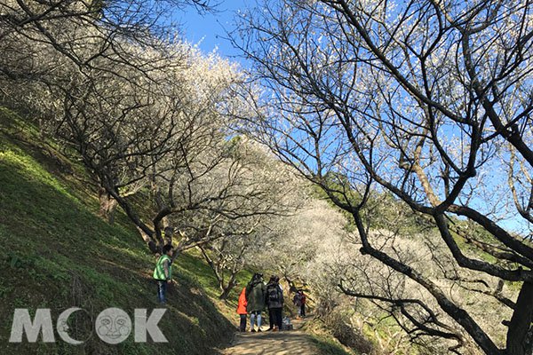 梅花花海宛如白雪瀑布赏梅秘境期间限定