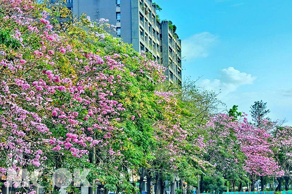树林大道Ｘ粉红风铃木媲美日本大学浪漫神景