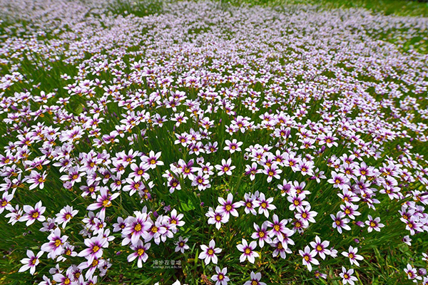 阳光灿烂才开花时段限定庭菖蒲花海