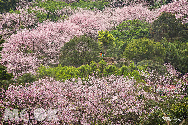 满山盛开樱花林樱木花廊私房景点