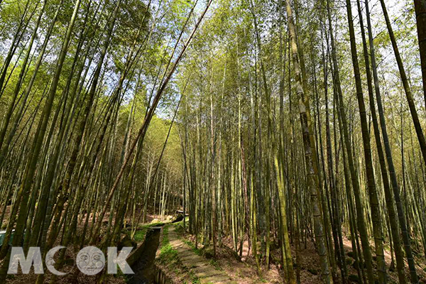 不输岚山竹林古道太极美地生态工法
