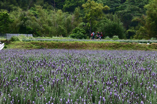 七千坪薰衣草花田两万株花海免费参观