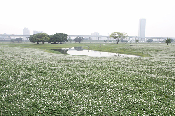 春神降临白雪霭霭白花三叶草花海