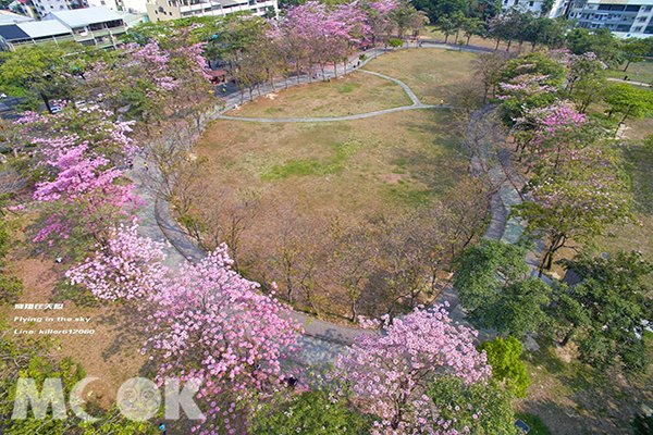 空拍洋红风铃木满开粉色系覆盖市区公园