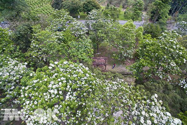 空拍雪白桐花公园客家桐花祭枪先看