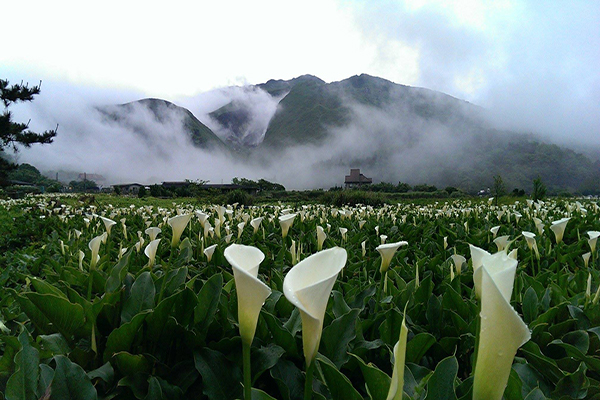 竹子湖隐藏秘境仙谷般海芋花海