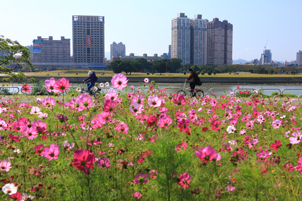 台北花海新秘境大波斯菊好缤纷