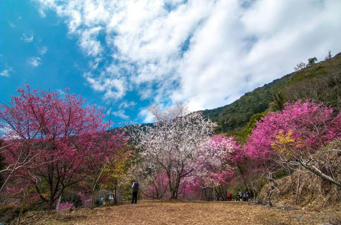 粉红Ｘ雪白梦幻樱花林异军突起赏樱秘境