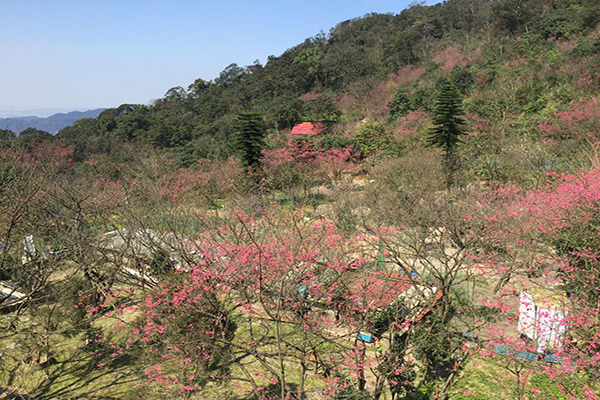 天上人间赏樱秘境高地樱花园神秘盛开