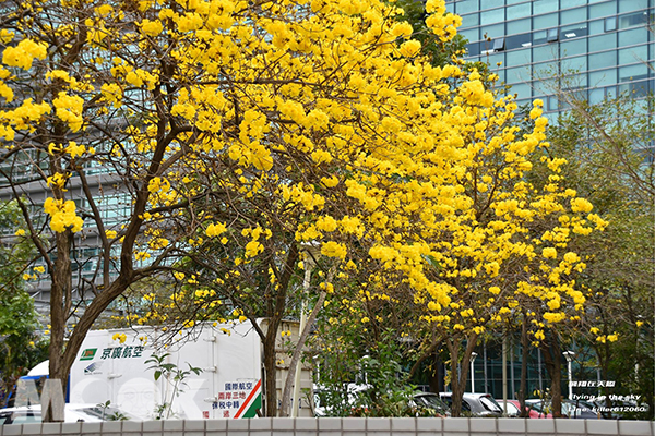 城市金黄耀眼街景黄花风铃木爆炸盛开