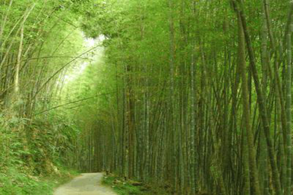 360度山景Ｘ芬多精沐浴竹林侠客之旅二日游