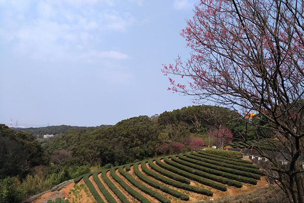 机捷景点樱花茶园隐藏版都会幽境