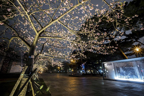全台最好拍赏樱景点夜樱风情绝美绽放