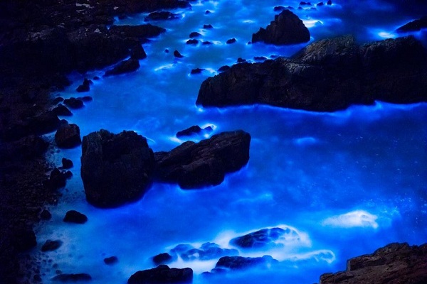 世界奇景蓝眼泪登场全台最闪耀海洋星河