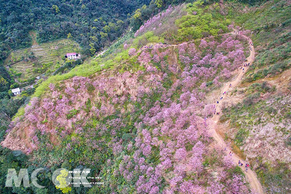 空拍满山樱花林媲美日本免费赏樱名所