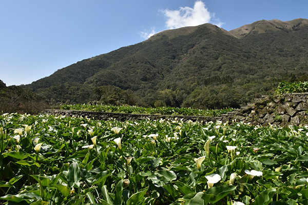 春季百花绽放海芋季赏花溪畔步道全攻略