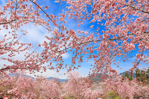 陷入梦幻粉红花海赏樱圣地引发高人气