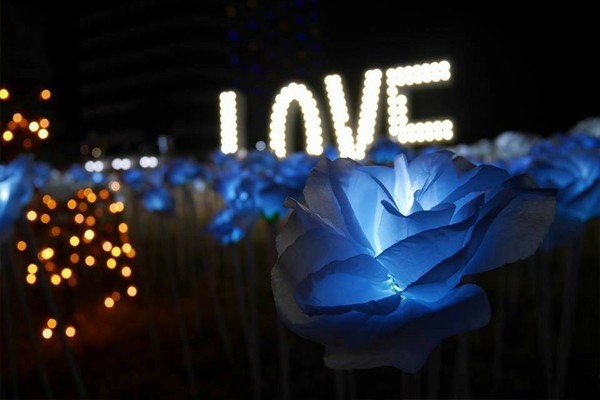 玫瑰花海从早拍到晚屏东彩灯节好好拍