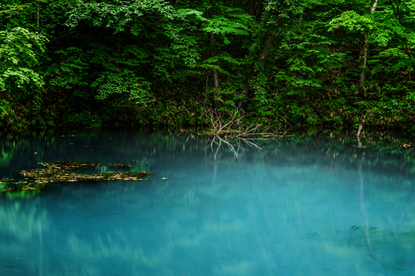 北海道第二青池公园沼泽秘境大公开