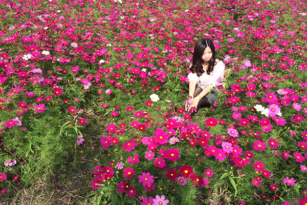 新春赏花旅游首选云林花海节鲜艳登场