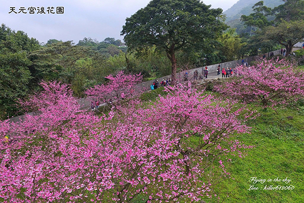 空拍粉色樱花雨赏樱名所最新花况