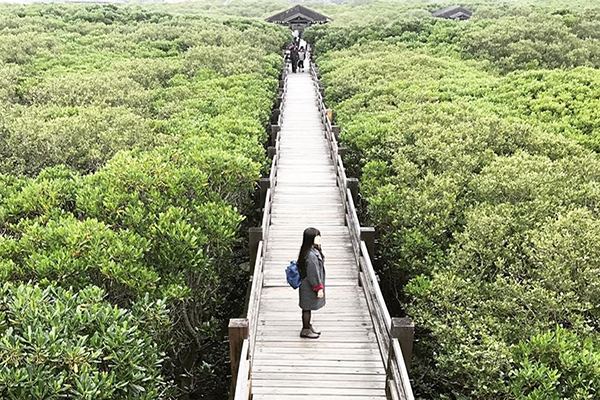 走入森林迷宫新竹秘境红树林生态区