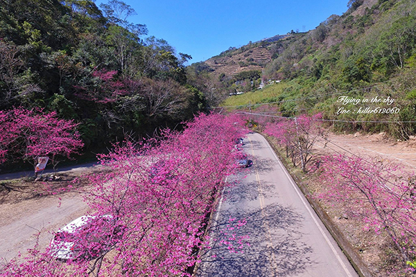 空拍隐藏版赏樱秘境粉红大道浪漫公路
