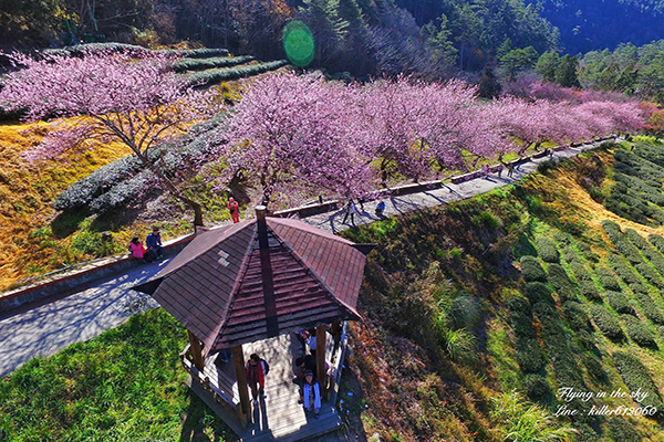 绝美空拍Ｘ梦幻花毯两大樱花季最新花况