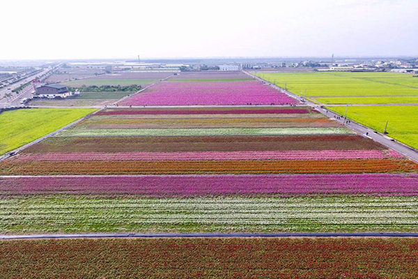七彩花田不输北海道太保花海节气势登场