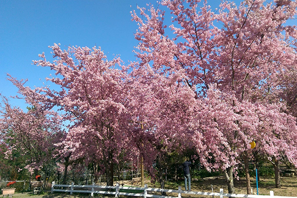 赏樱名所大盘点全台十大樱花景点