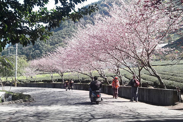 樱梅李三花争艳草坪头樱花季春节必赏