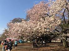 日本今年东京樱花最早开  3月下旬起最适合赏樱