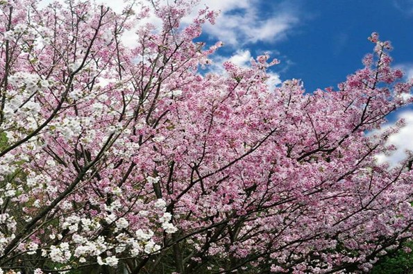 阳明山花季竹子湖海芋公车开车转乘优惠