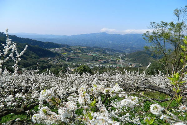 最壮观的赏枫秘境泰雅马拉邦圣山居高临下