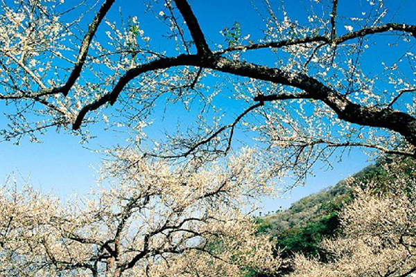 梅花花海吸人潮雪白点点美景暖冬绽放