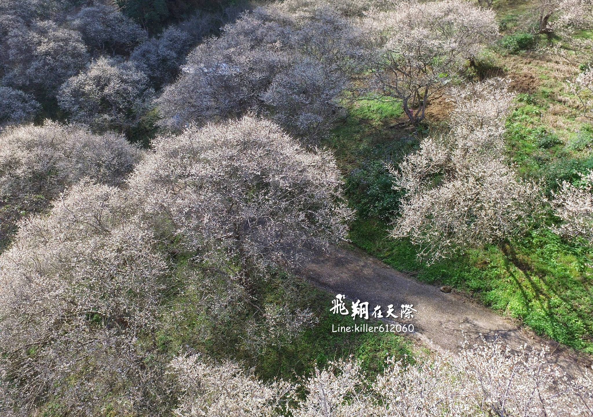 空拍梅花盛开之美赏梅私房秘境