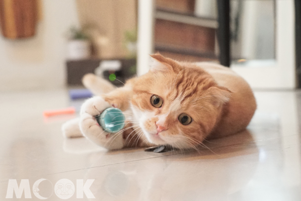 《热血猫职人的上班日志》猫职人的完美一天