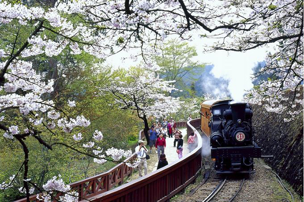 百年景点恐熄灯阿里山铁路面临关闭危机