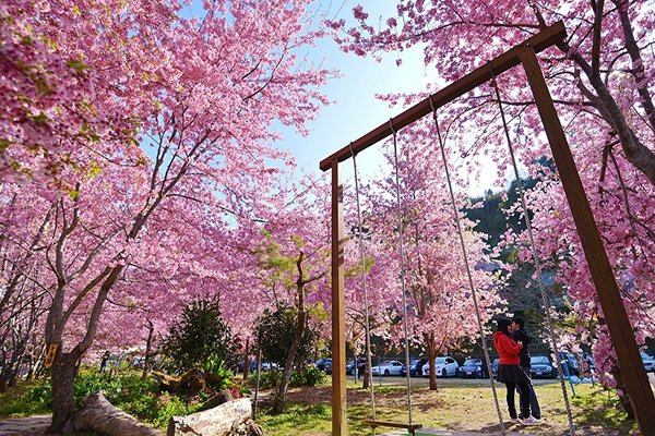 今年樱花季别再错过全台十大赏樱景点