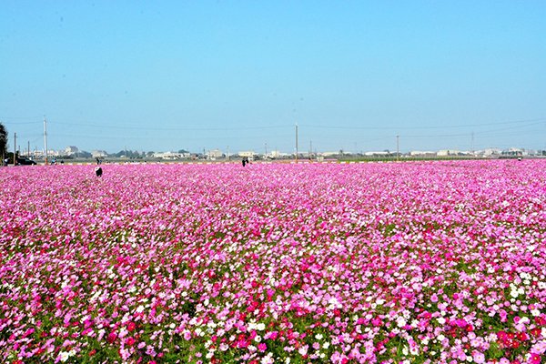 超缤纷波斯菊花海彰化农村艺术季开跑
