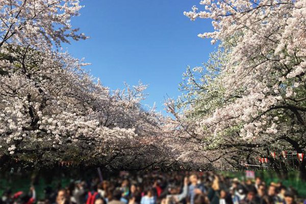 从追雪到追樱机加酒优惠景点推荐大公开