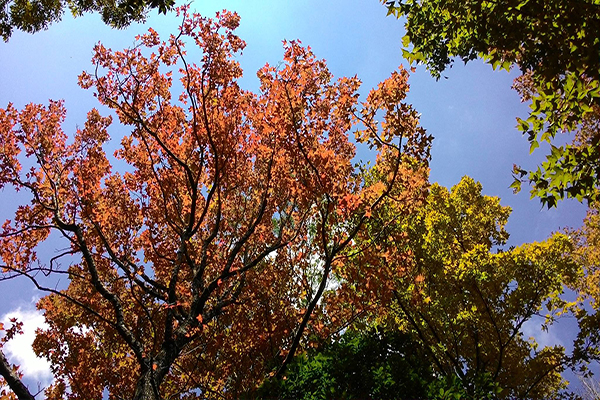 赏枫询问度最高奥万大十大赏枫景点