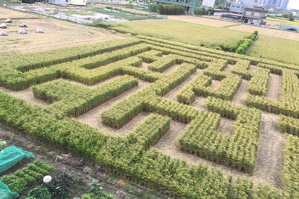 稻田迷宫奇特美景竹东嘉年华必游景点