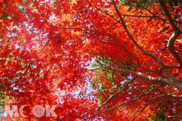 东京近郊小旅行搭铁道玩人气秋季景点