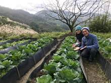 有机蔬菜太可口  羌穿山甲来朝圣