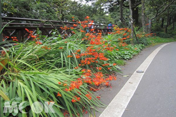 阿里山射干菖蒲盛开共赏迎宾花海